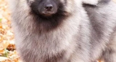 Keeshond wolfshpitz: описание на породата на кучетата